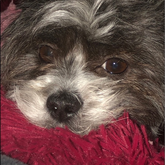 Meet your Posher, Jolie - Picture 1 of 1